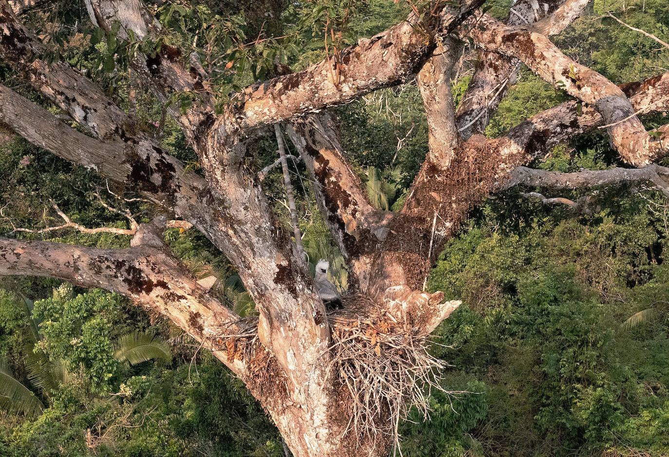  El Amazonas, hogar de más de tres millones de especies, es uno de los entornos naturales más castigados por la contaminación. Las deforestaciones y las emisiones de dióxido de carbono se han disparado en los últimos 50 años. Especies como los jaguares y las águilas arpías están amenazadas por la deforestación. 