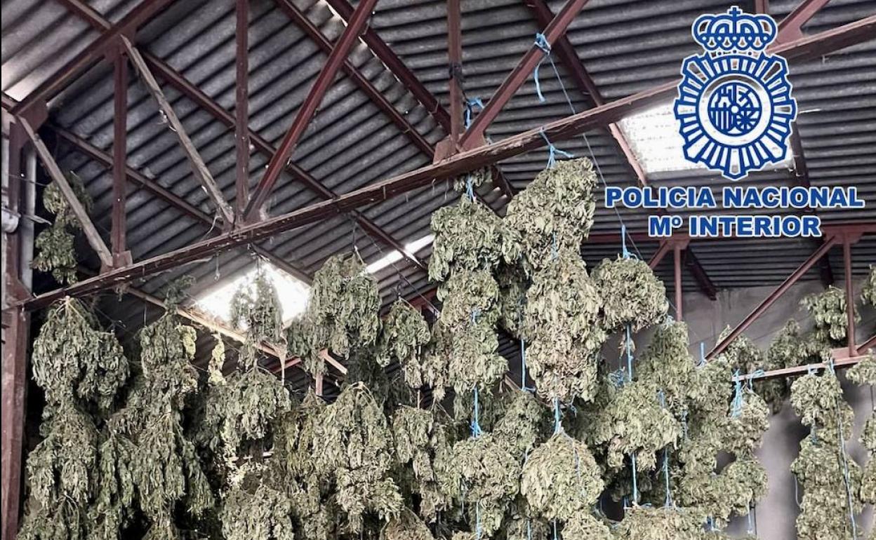 Desmantelada en Toledo una macroplantación de marihuana con 24.000 plantas