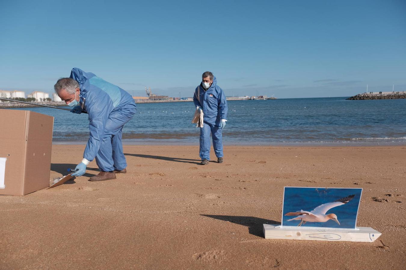 La playa de El Arbeyal acogió este miércoles un simulacro de rescate y atención a fauna marina afectada por un vertido de hidrocarburos. En el ejercicio participaron agentes y técnicos de las direcciones generales de Medio Natural y Planificación Rural y de Pesca Marítima, del Ayuntamiento y del Puerto de Gijón