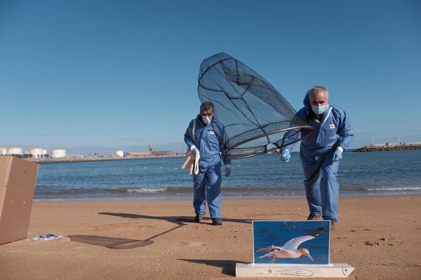 La playa de El Arbeyal acogió este miércoles un simulacro de rescate y atención a fauna marina afectada por un vertido de hidrocarburos. En el ejercicio participaron agentes y técnicos de las direcciones generales de Medio Natural y Planificación Rural y de Pesca Marítima, del Ayuntamiento y del Puerto de Gijón