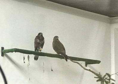 Imagen secundaria 1 - Algunos de los animales recibidos en el Centro de Recuperación de Fauna Silvestre del Principado. 