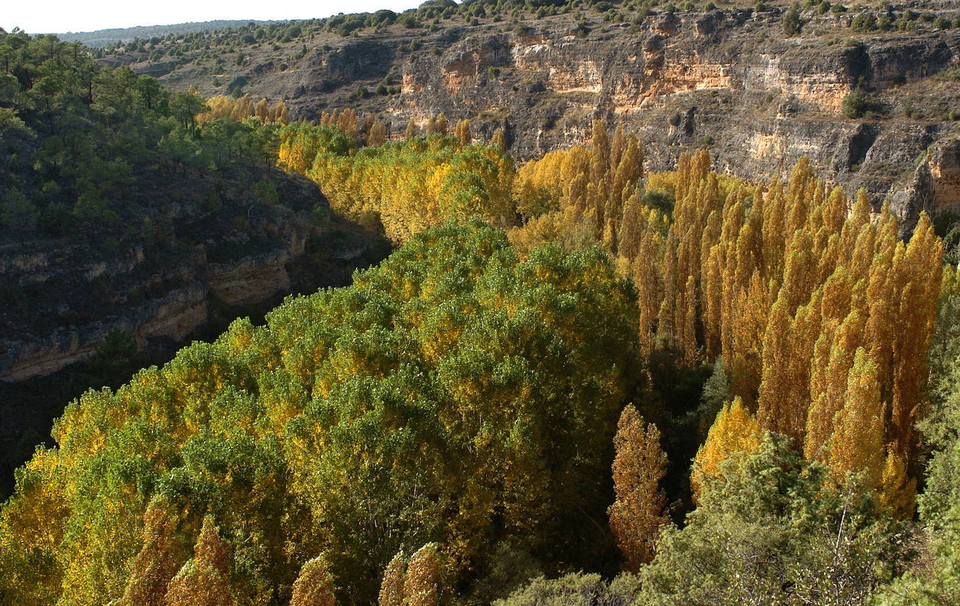 Hayedo de La Pedrosa, Segovia.