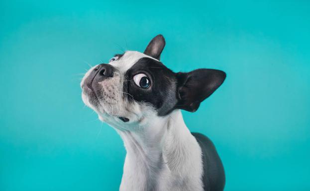 ¿Cuál es la mejor comida para tu perro?