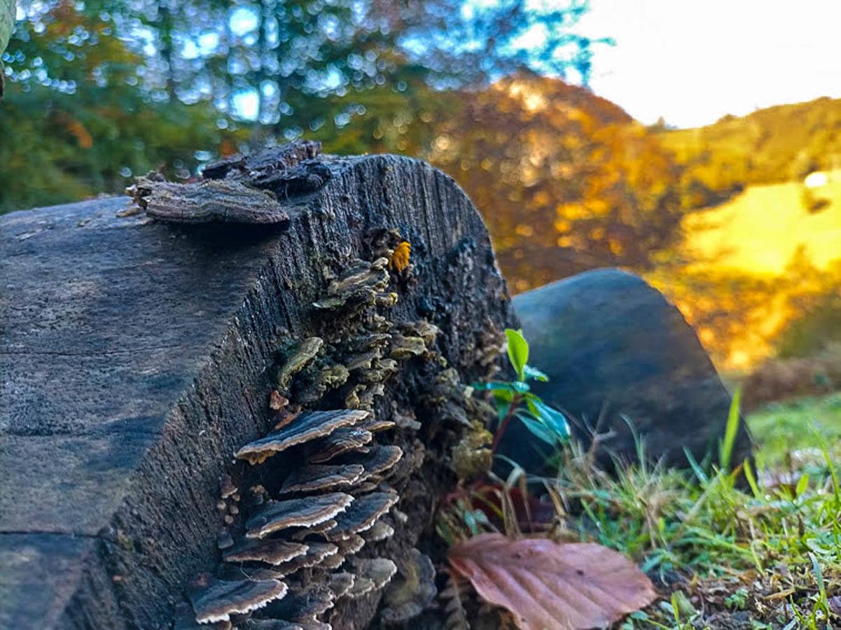 Fotos: Rincones otoñales por Pelúgano