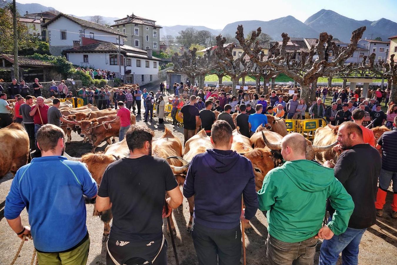 La localidad de Porrúa, en Llanes, acogió este sábado el XXVIII Concurso Exposición de la Raza Asturiana de la Montaña.