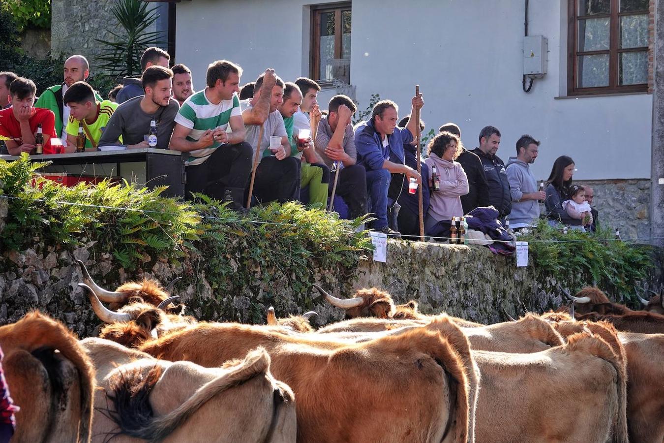 La localidad de Porrúa, en Llanes, acogió este sábado el XXVIII Concurso Exposición de la Raza Asturiana de la Montaña.