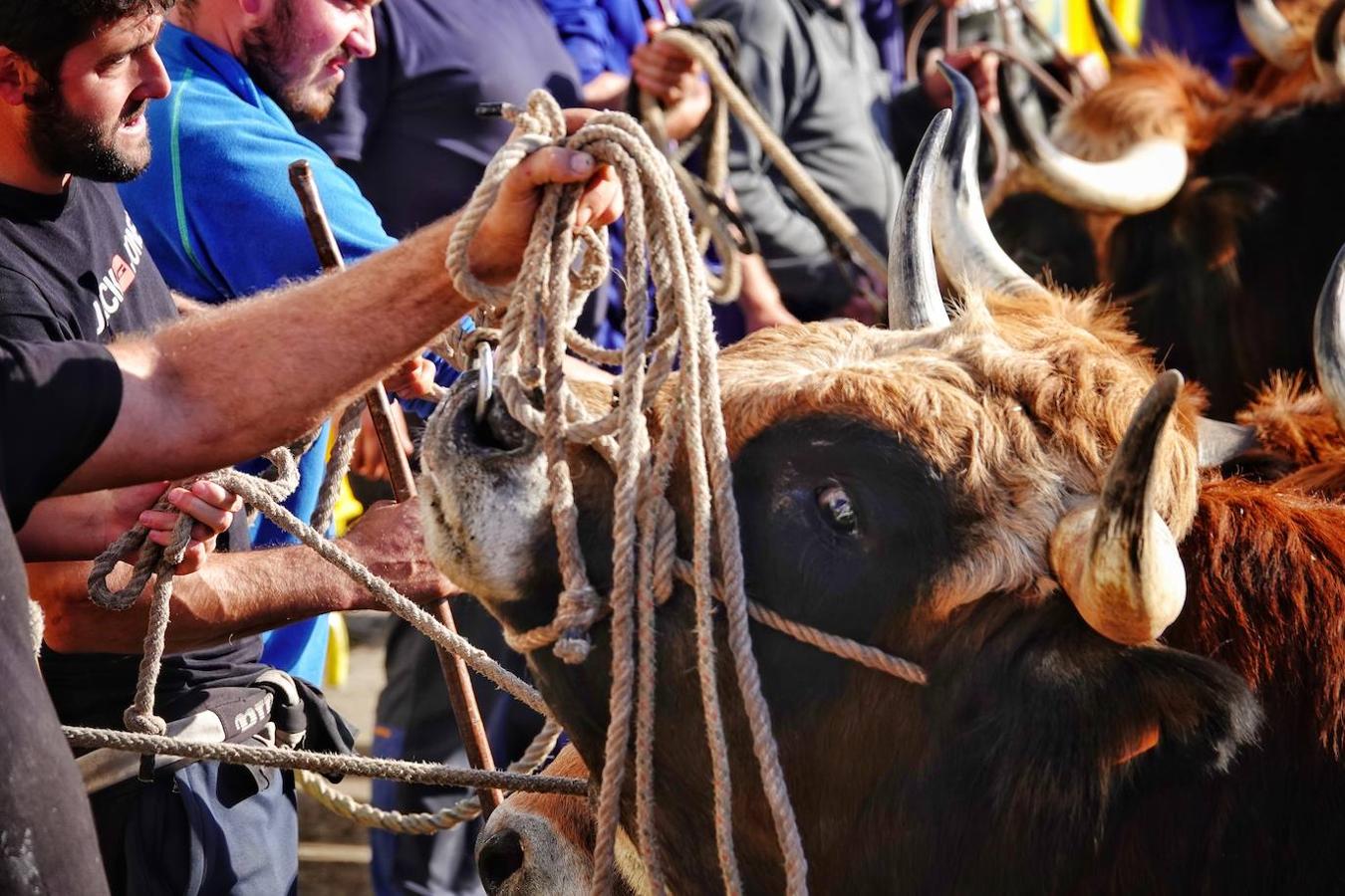 La localidad de Porrúa, en Llanes, acogió este sábado el XXVIII Concurso Exposición de la Raza Asturiana de la Montaña.