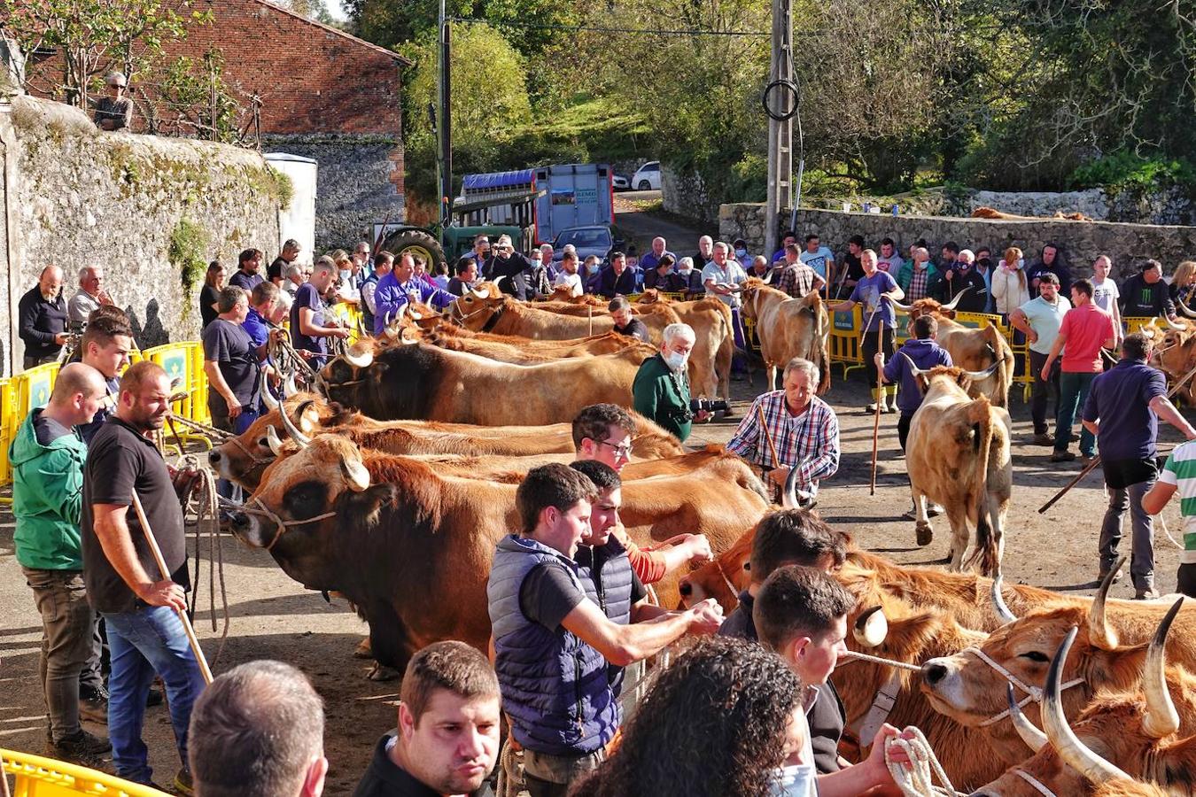 La localidad de Porrúa, en Llanes, acogió este sábado el XXVIII Concurso Exposición de la Raza Asturiana de la Montaña.