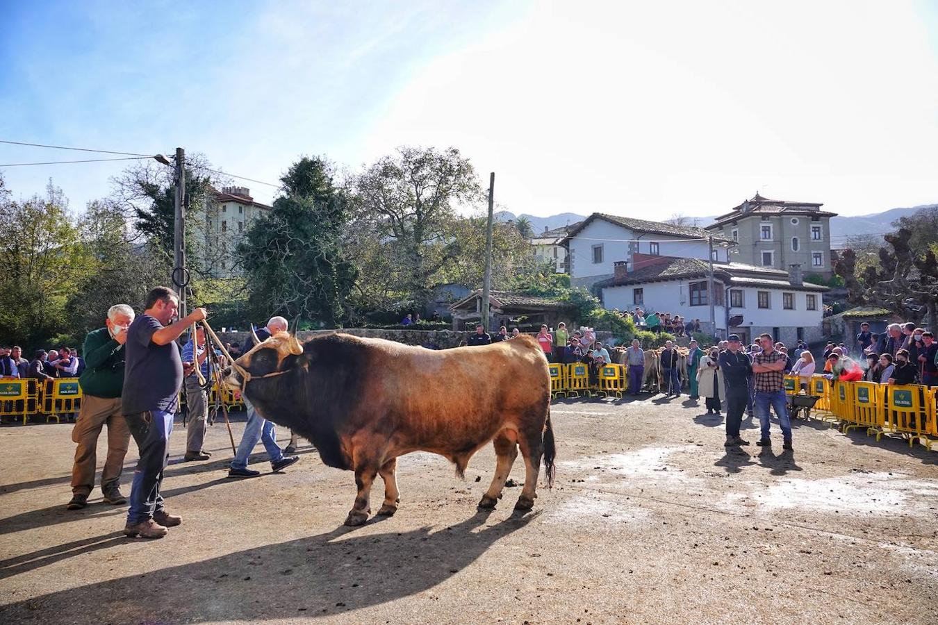 La localidad de Porrúa, en Llanes, acogió este sábado el XXVIII Concurso Exposición de la Raza Asturiana de la Montaña.