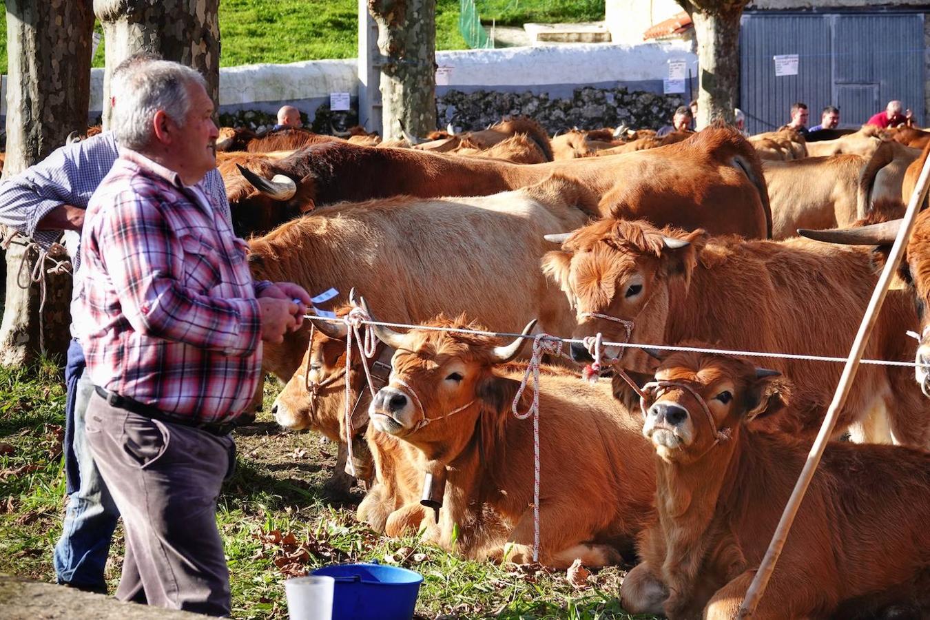 La localidad de Porrúa, en Llanes, acogió este sábado el XXVIII Concurso Exposición de la Raza Asturiana de la Montaña.