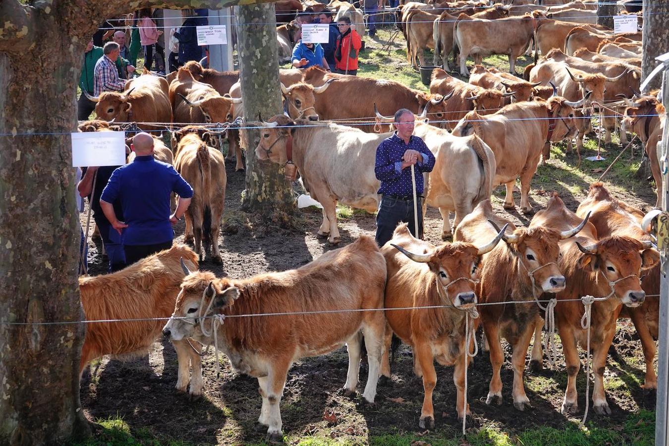 La localidad de Porrúa, en Llanes, acogió este sábado el XXVIII Concurso Exposición de la Raza Asturiana de la Montaña.