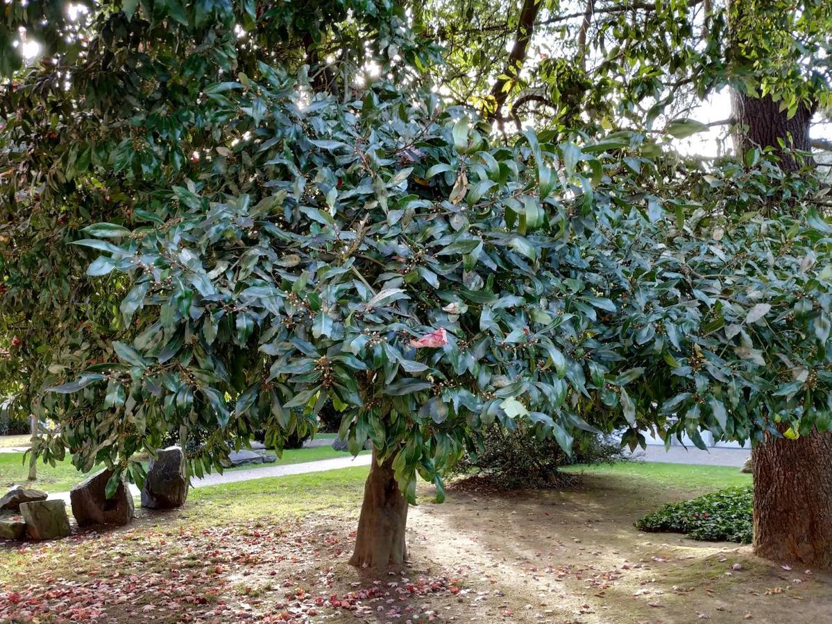 Este jardín es un excelente muestrario segmentado en pequeños espacios verdes personalizados por los árboles que los integran y por las muestras de estratos rocosos de los diferentes periodos de la historia geológica de Oviedo.