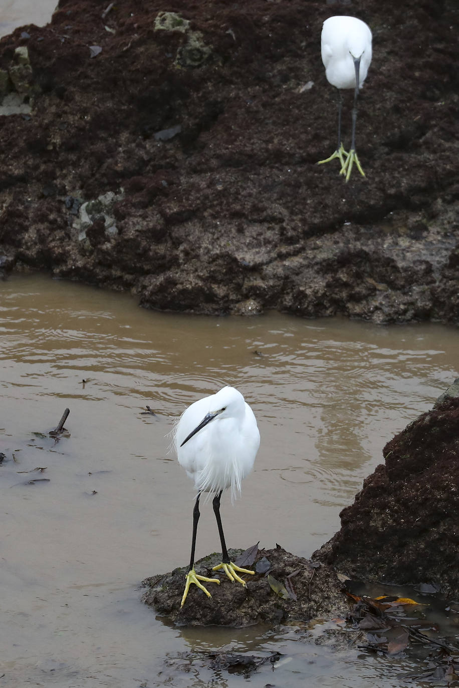 Las intensas lluvias y la nieve caída en los últimos días ha provocado importantes daños en buena parte de Asturias, principalmente en la zona oriental de la región donde, incluso, se ha tenido que evacuar a decenas de pacientes del hospital de Arriondas. Pero el agua también ha anegado otras áreas de Asturias 