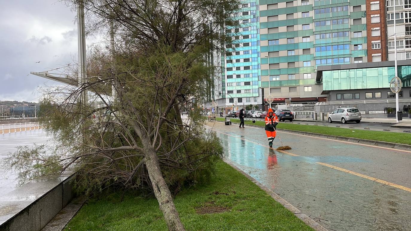 El temporal tira un árbol de 20 metros en Isabel la Católica y el alumbrado navideño de Aquilino Hurlé