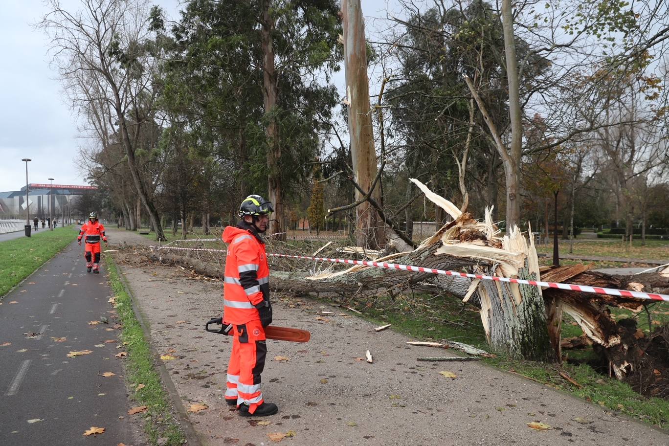 El temporal tira un árbol de 20 metros en Isabel la Católica y el alumbrado navideño de Aquilino Hurlé