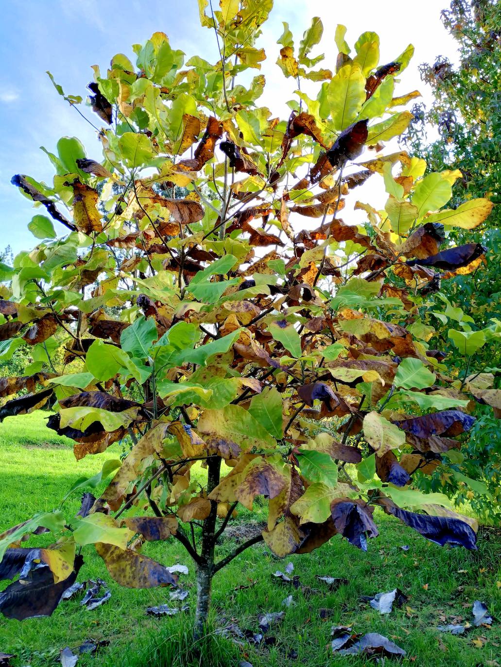 En el pueblecito de Santianes, en Pravia, a escasos metros de la iglesia prerrománica más antigua de Asturias, Marga y Pedro esconden un jardín idílico casi convertido en bosque. Allí atesoran la mayor colección de esta flor de Asturias. Tienen 600 variedades