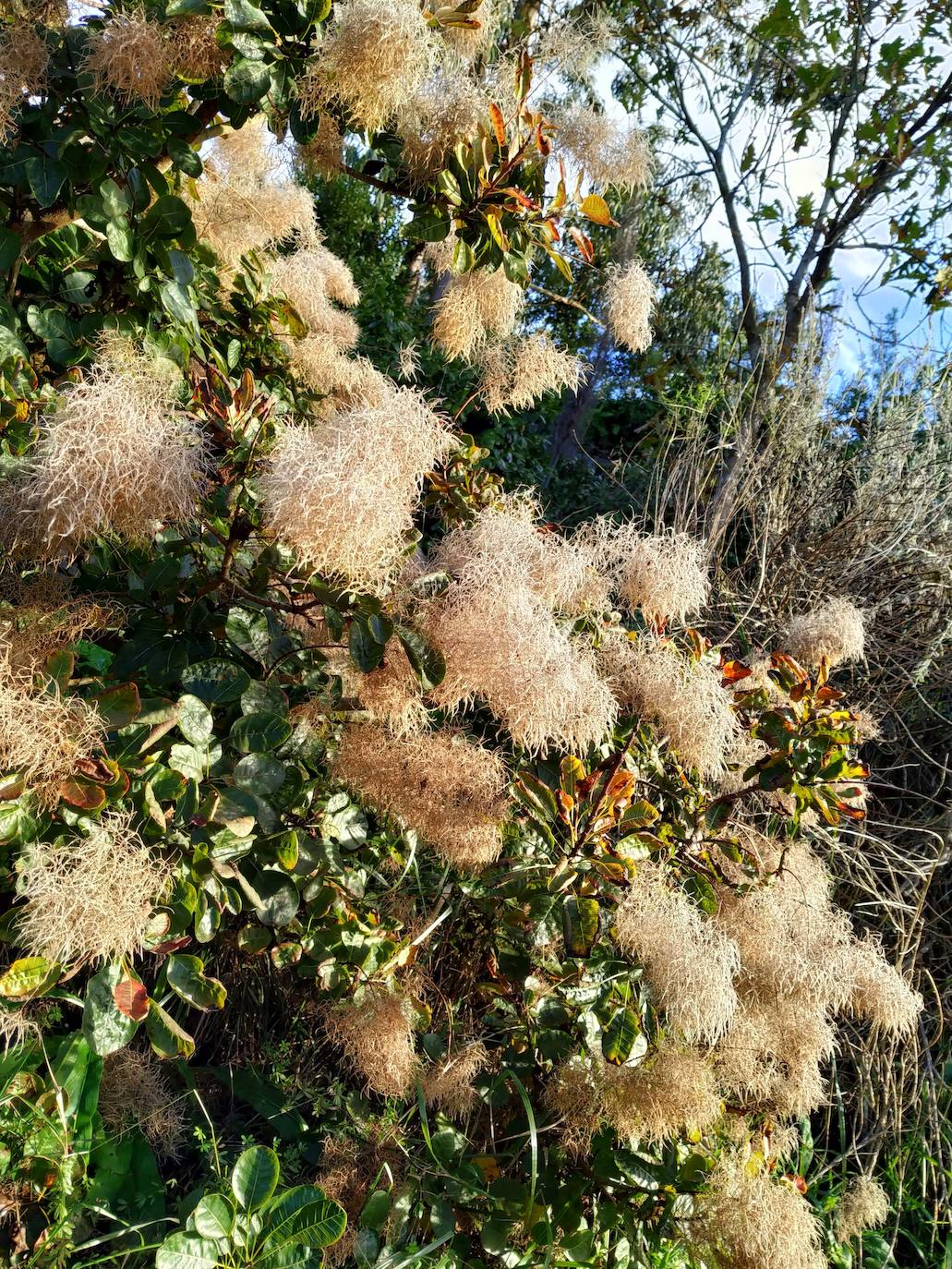 En el pueblecito de Santianes, en Pravia, a escasos metros de la iglesia prerrománica más antigua de Asturias, Marga y Pedro esconden un jardín idílico casi convertido en bosque. Allí atesoran la mayor colección de esta flor de Asturias. Tienen 600 variedades