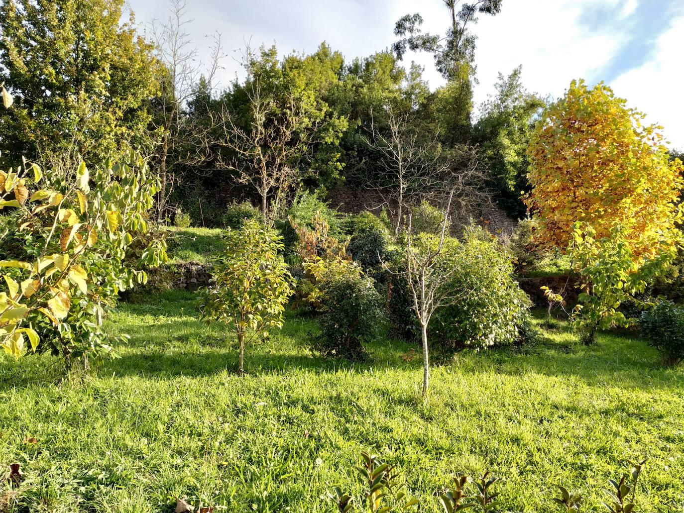 En el pueblecito de Santianes, en Pravia, a escasos metros de la iglesia prerrománica más antigua de Asturias, Marga y Pedro esconden un jardín idílico casi convertido en bosque. Allí atesoran la mayor colección de esta flor de Asturias. Tienen 600 variedades