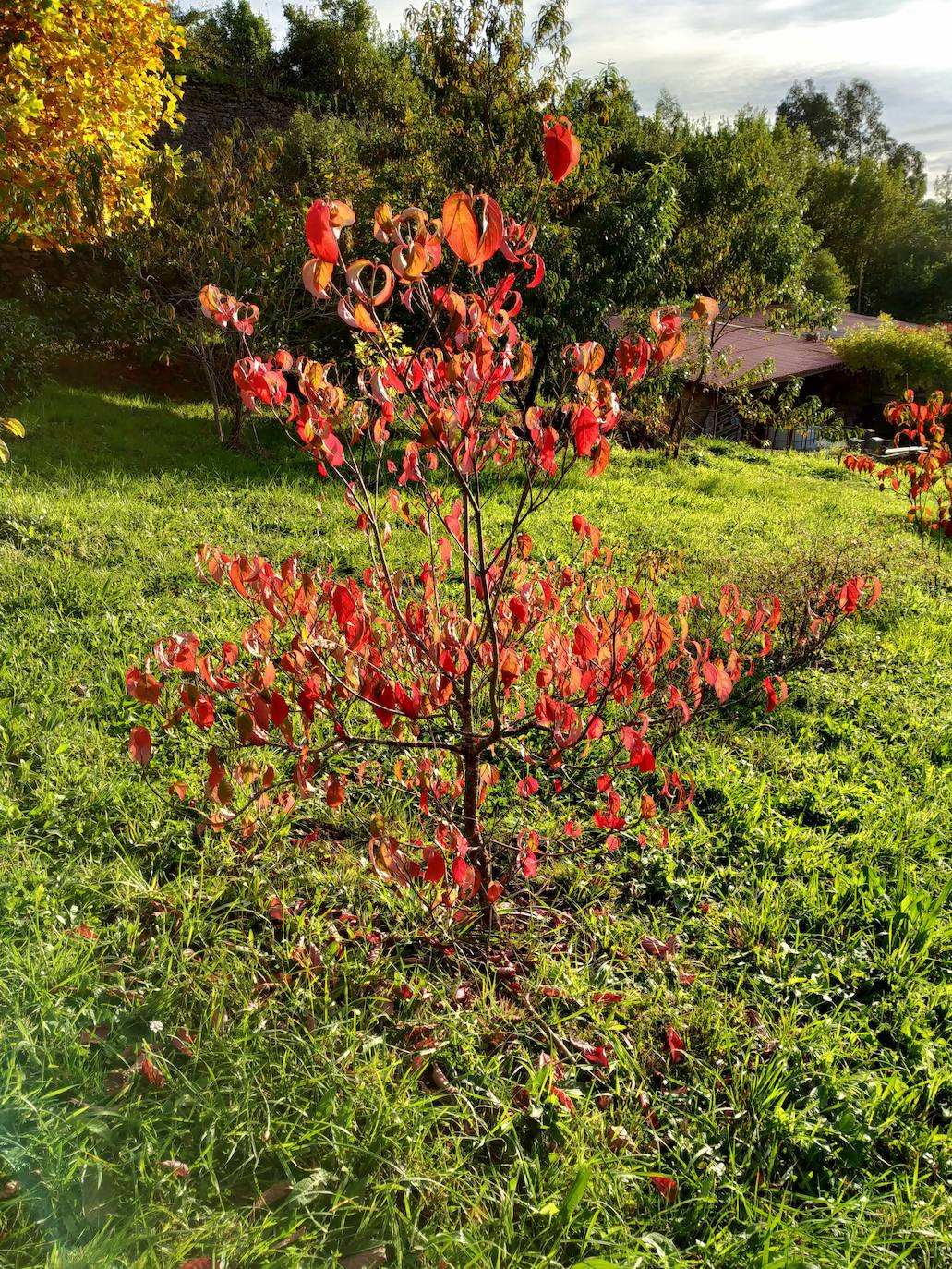 En el pueblecito de Santianes, en Pravia, a escasos metros de la iglesia prerrománica más antigua de Asturias, Marga y Pedro esconden un jardín idílico casi convertido en bosque. Allí atesoran la mayor colección de esta flor de Asturias. Tienen 600 variedades