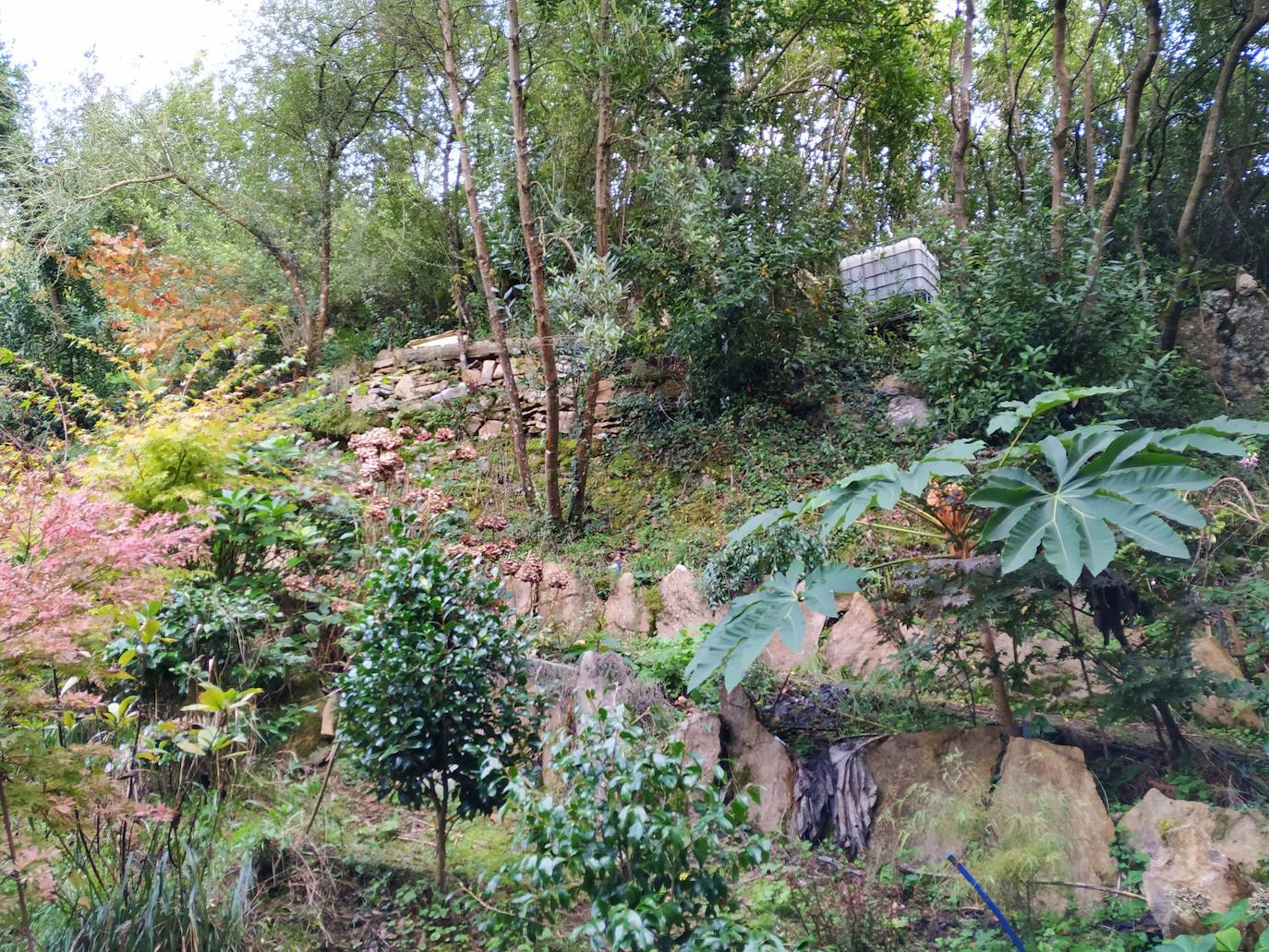 En el pueblecito de Santianes, en Pravia, a escasos metros de la iglesia prerrománica más antigua de Asturias, Marga y Pedro esconden un jardín idílico casi convertido en bosque. Allí atesoran la mayor colección de esta flor de Asturias. Tienen 600 variedades