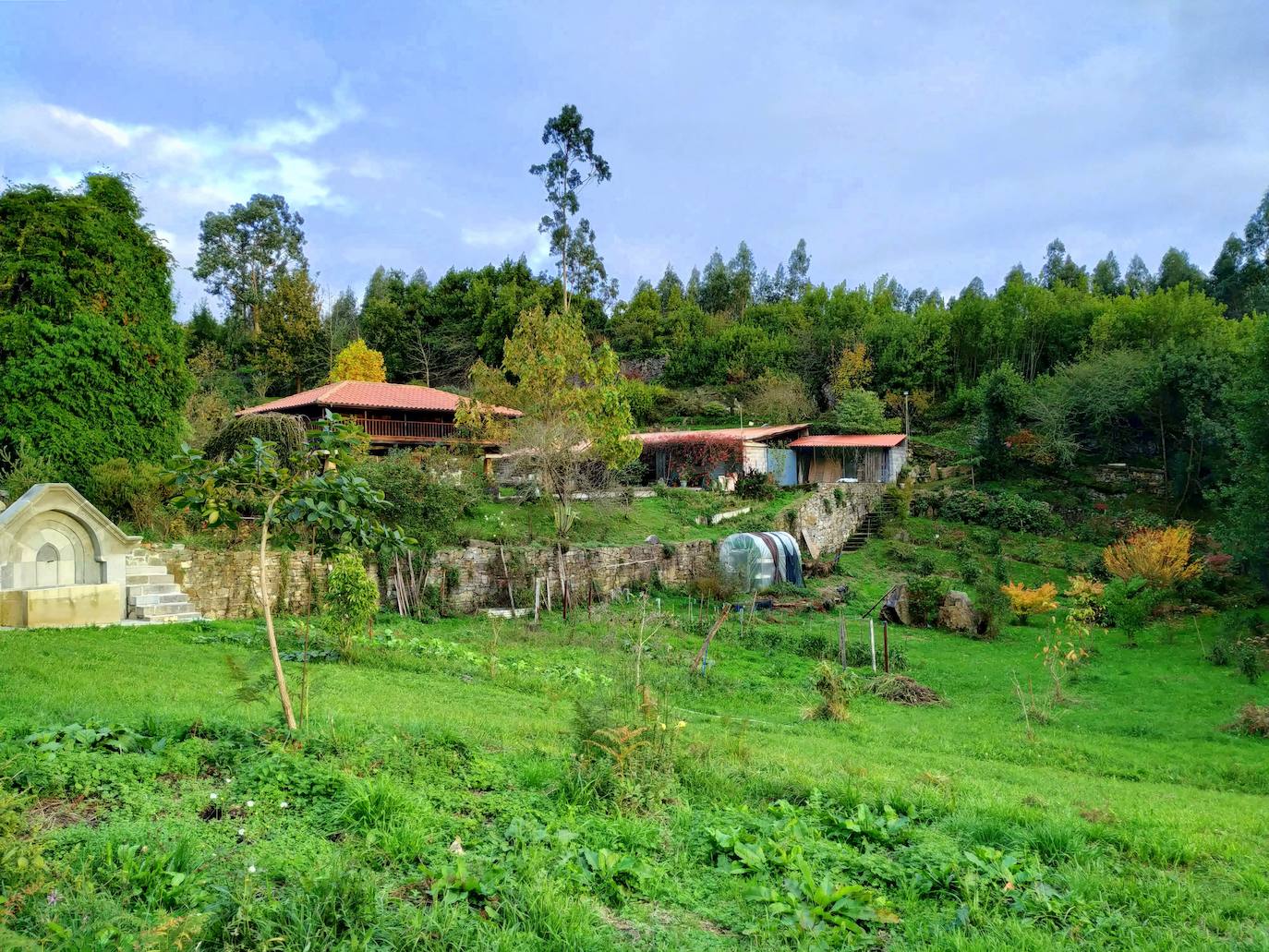 En el pueblecito de Santianes, en Pravia, a escasos metros de la iglesia prerrománica más antigua de Asturias, Marga y Pedro esconden un jardín idílico casi convertido en bosque. Allí atesoran la mayor colección de esta flor de Asturias. Tienen 600 variedades