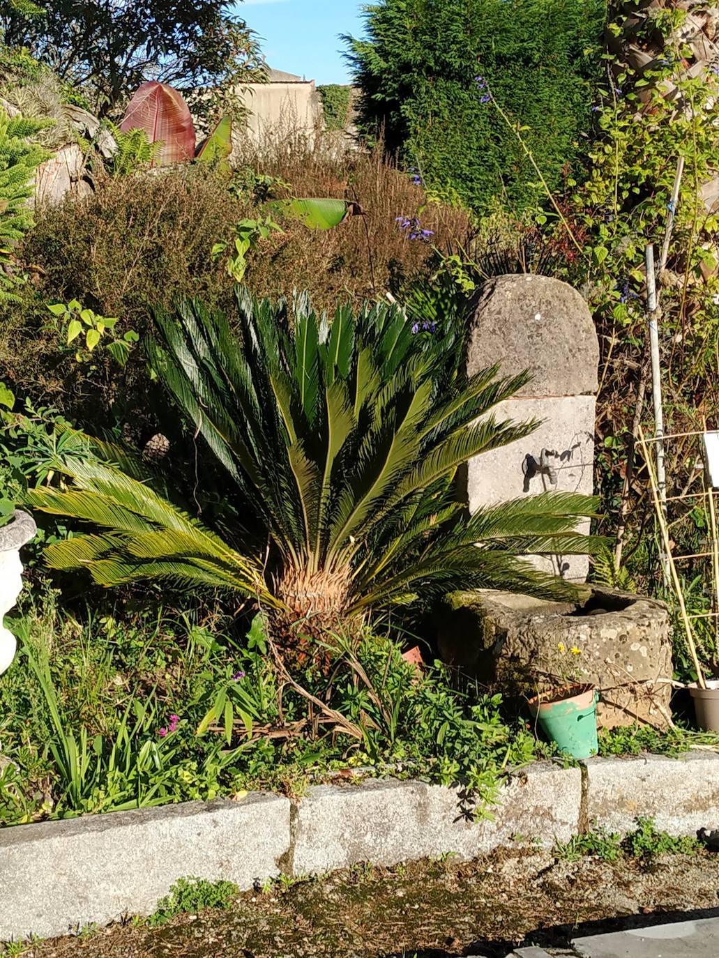 En el pueblecito de Santianes, en Pravia, a escasos metros de la iglesia prerrománica más antigua de Asturias, Marga y Pedro esconden un jardín idílico casi convertido en bosque. Allí atesoran la mayor colección de esta flor de Asturias. Tienen 600 variedades