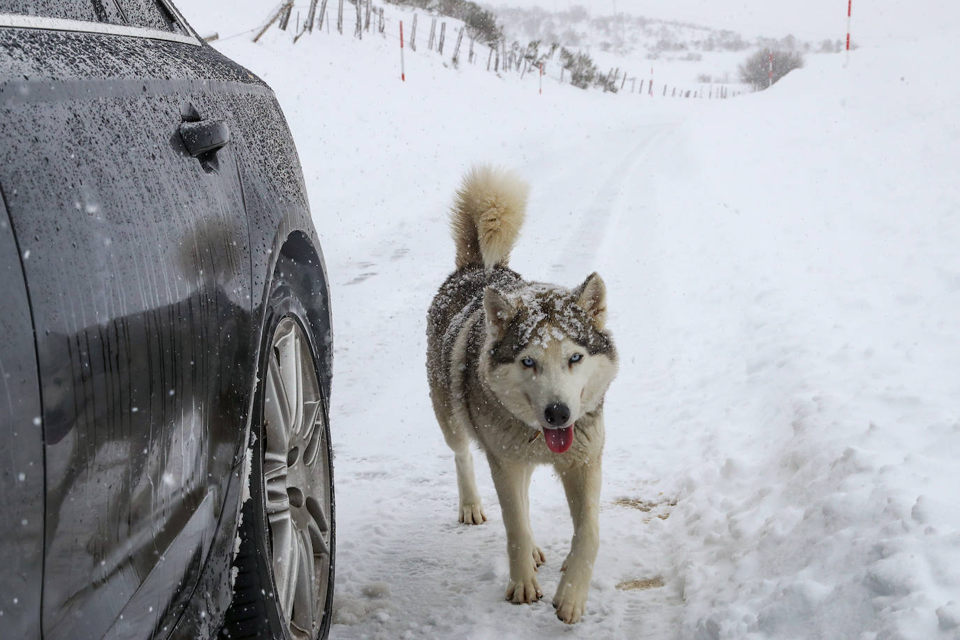 Fotos: La impresionante nevada en Somiedo