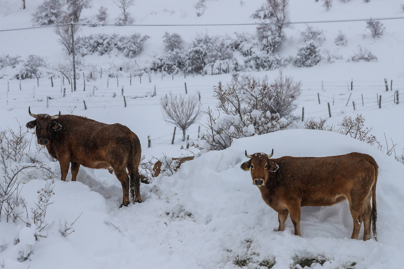 Fotos: La impresionante nevada en Somiedo