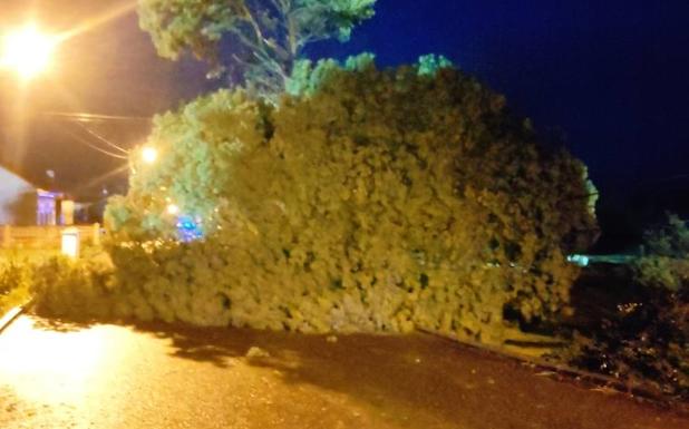 La caída de un árbol cortó la carretera en Tabiella. 