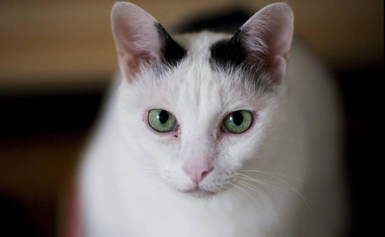 Los científicos de Liverpool, Reino Unido, han realizado un nuevo estudio para determinar las señales que indican que el gato es un psicópata.