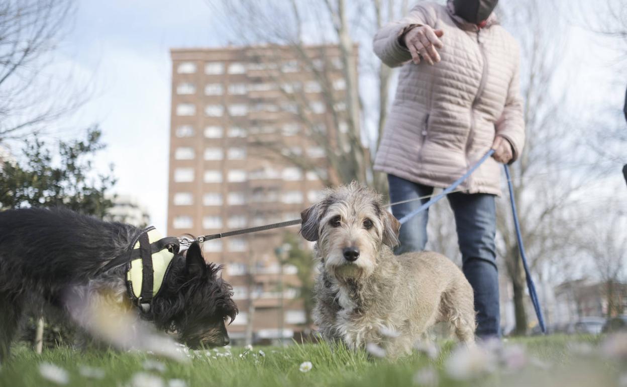 Las mascotas son ya uno más de la familia y el juez fijará su custodia en caso de divorcio