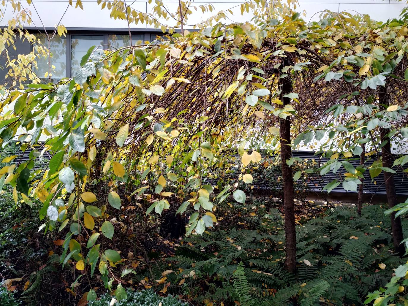 Uno de los cerezos péndula japoneses del jardín de primavera en pleno otoño.