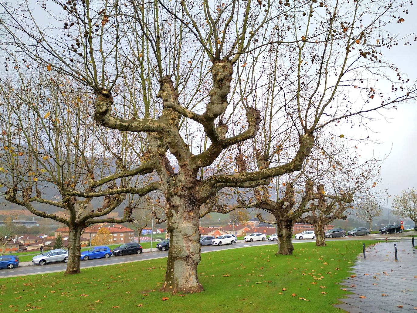 Bosquete de 11 falsos plátanos occidentales centenarios que ya existían entre la foresta original del psiquiátrico de La Cadellada. Se localizan junto a los «dedos» del HUCA, en el lateral oeste.