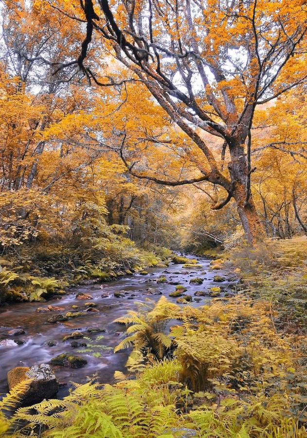 Bosque de Muniellos (Asturias).