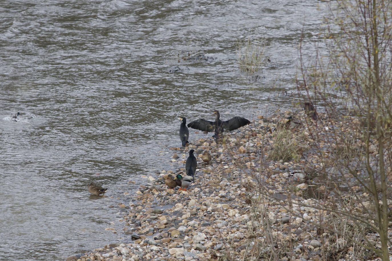 Fotos: Alto caudal en el Nalón, el Trubia y el Nora