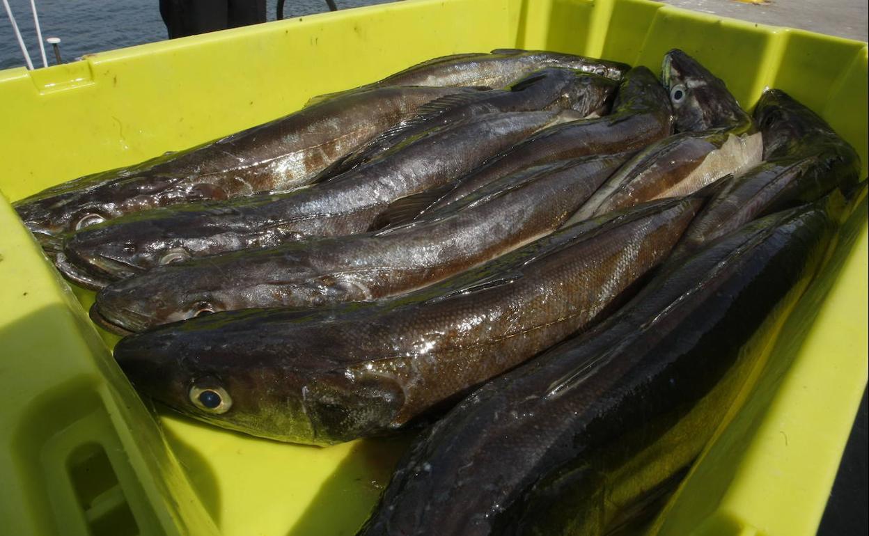 Merluza en el puerto de Avilés 