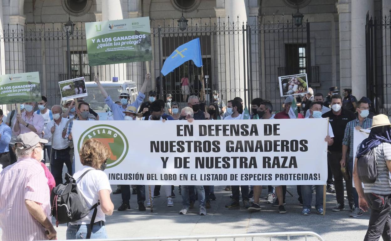 Ganaderos asturianos se concentraron ante la puerta del Ministerio de Transición Ecológica contra el plan de protección del lobo.