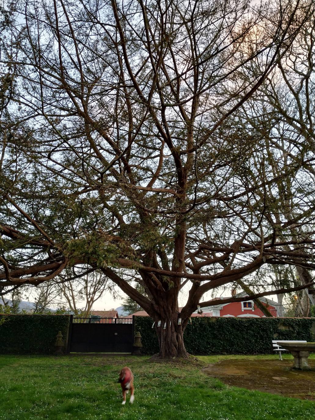 La configuración del jardín se establece a partir de unos enormes e irregulares parterres, impuestos por una red caminera sinuosa de grijo para favorecer el drenaje. Desde la imponente puerta principal se accede a través de un pasillo orlado por bojes donde nos saludan sus dos míticos leones blancos que fueron traídos de un palacio de Cáceres y a sus pies se disponen sendos parterres circulares que se hermosean con flores de temporada.