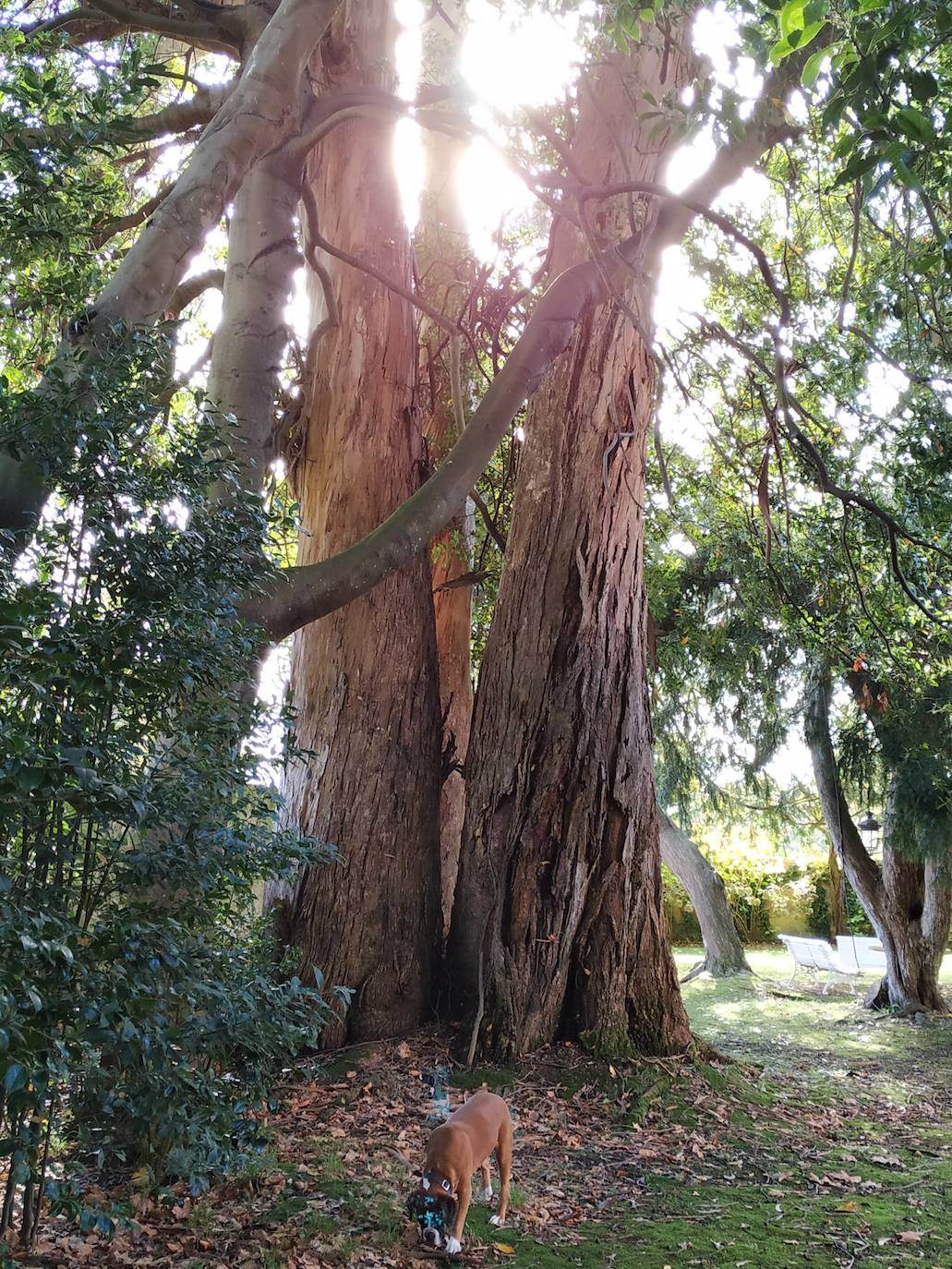 La configuración del jardín se establece a partir de unos enormes e irregulares parterres, impuestos por una red caminera sinuosa de grijo para favorecer el drenaje. Desde la imponente puerta principal se accede a través de un pasillo orlado por bojes donde nos saludan sus dos míticos leones blancos que fueron traídos de un palacio de Cáceres y a sus pies se disponen sendos parterres circulares que se hermosean con flores de temporada.