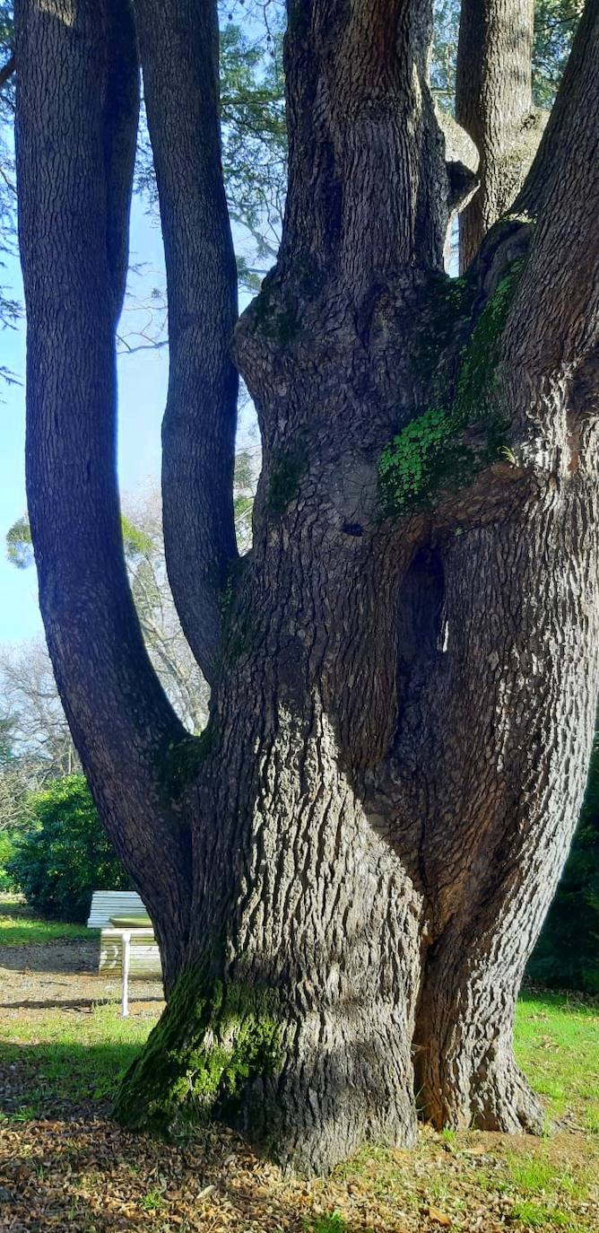 Histórico cedro del Líbano con su característica forma retorcida y llena de ramas principales 