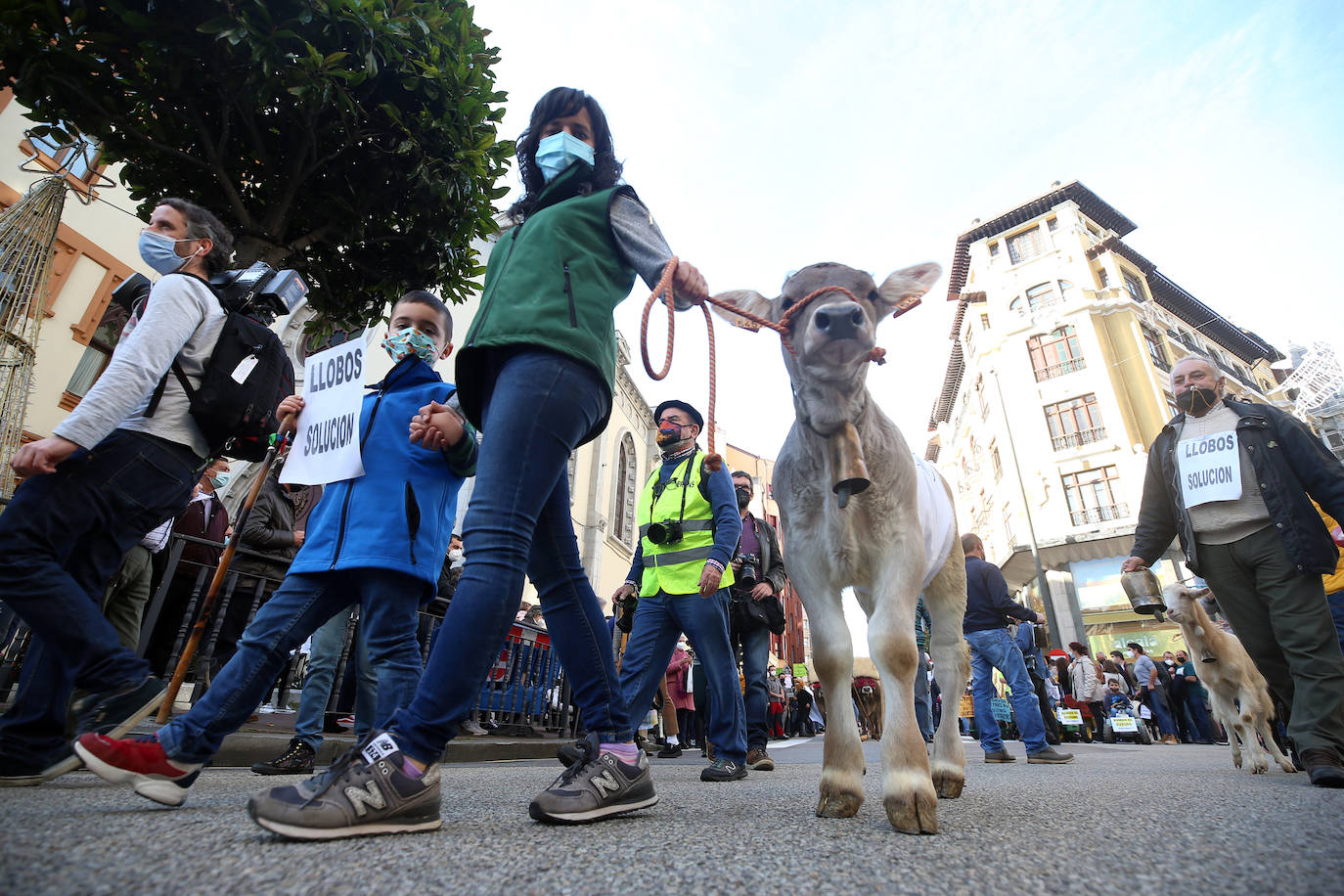 Una nueva tractorada volvió a paralizar el centro de la capital asturiana. Los ganaderos critican el «abandono» por parte de las administraciones públicas. Cientos de personas se concentraron ante la sede de Presidencia, donde se vivieron momentos de tensión. 