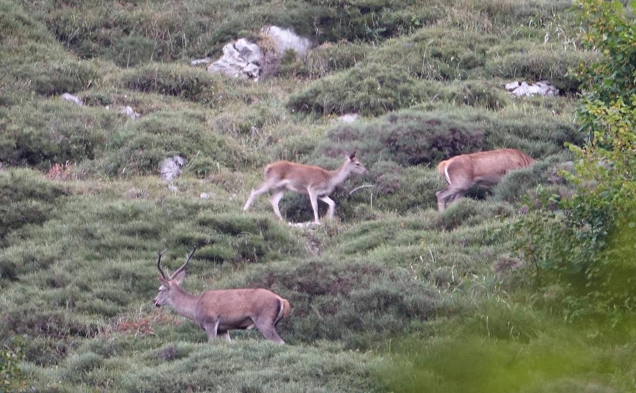 Un grupo de ciervos. 