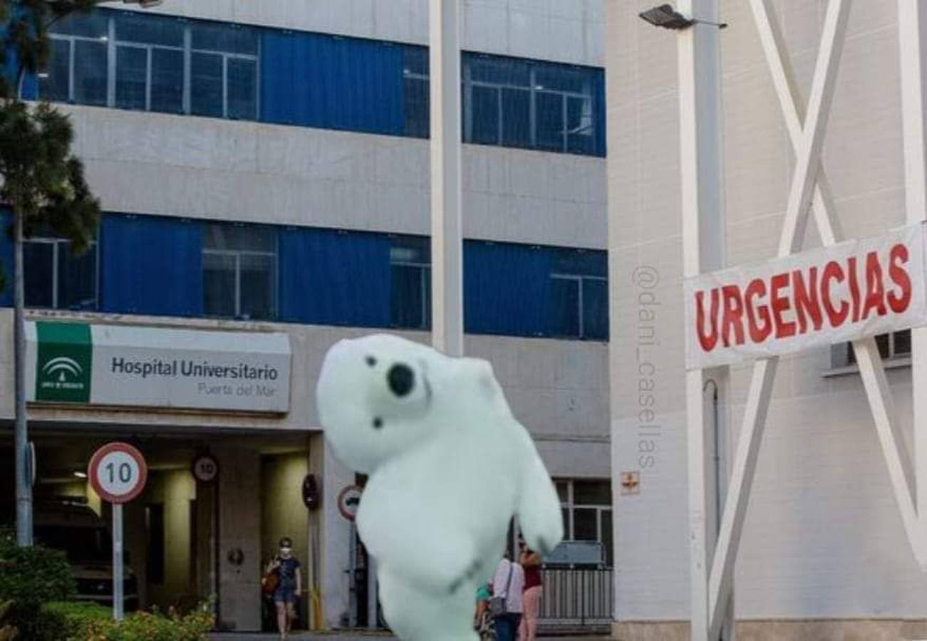 La cabalgata de Reyes Magos de Cádiz ha dado mucho que hablar por culpa de un inesperado protagonista: un oso polar que resultó 'accidentado'. El disfraz tenía la cabeza girada durante el desfile, lo que ha provocado numerosos comentarios y memes. 