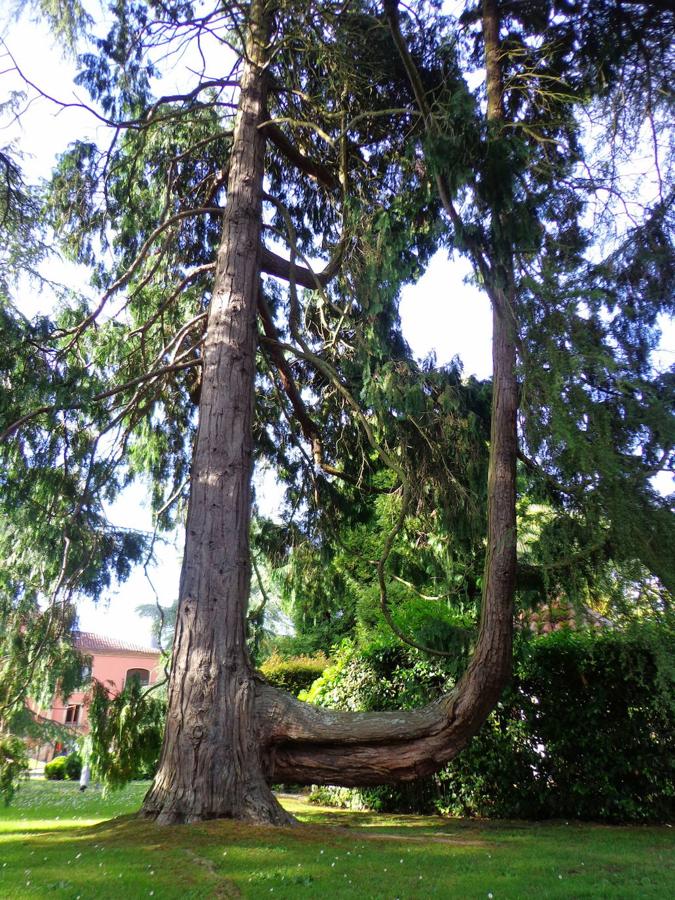 El jardín de la finca La Redonda se trata del principal jardín escultórico de Asturias lo que le imprime también ese salto cualitativo, con destacables obras de artistas como Maojo o Camín, el cual ya ha sido varias veces calificado por autoridades en la materia, como los geógrafos Ramón Alvargonzález y Rodrigo Álvarez Brecht, como el más rico y espectacular de la parroquia de Somió (Gijón), tanto por su dilatada historia, como por su diseño y su variedad botánica; a lo que hay que añadir la antigüedad de un centenar de ejemplares que superan o se aproximan al siglo de vida.