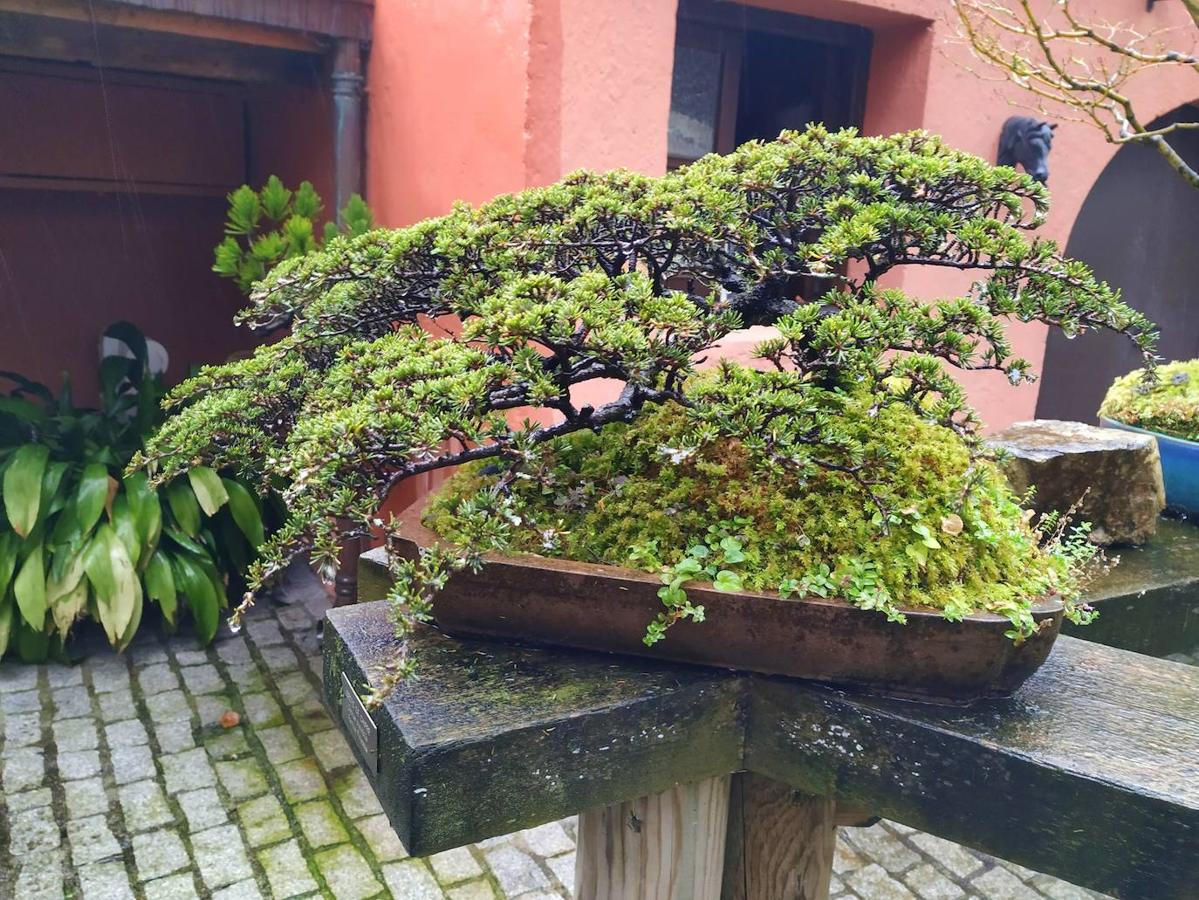 El jardín de la finca La Redonda se trata del principal jardín escultórico de Asturias lo que le imprime también ese salto cualitativo, con destacables obras de artistas como Maojo o Camín, el cual ya ha sido varias veces calificado por autoridades en la materia, como los geógrafos Ramón Alvargonzález y Rodrigo Álvarez Brecht, como el más rico y espectacular de la parroquia de Somió (Gijón), tanto por su dilatada historia, como por su diseño y su variedad botánica; a lo que hay que añadir la antigüedad de un centenar de ejemplares que superan o se aproximan al siglo de vida.