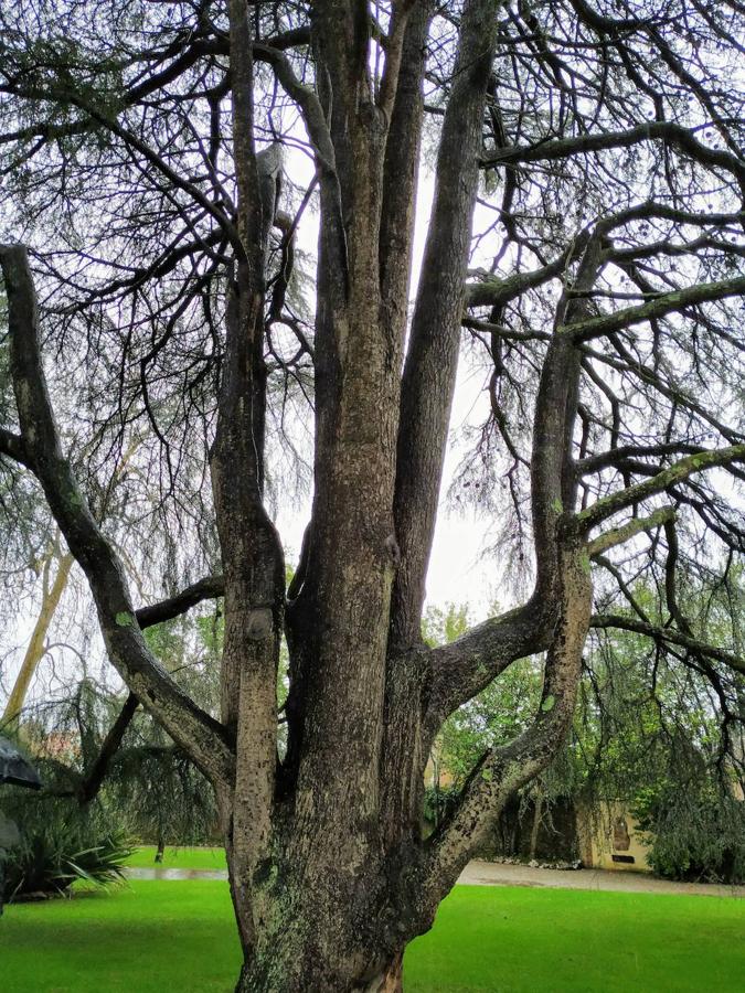 El jardín de la finca La Redonda se trata del principal jardín escultórico de Asturias lo que le imprime también ese salto cualitativo, con destacables obras de artistas como Maojo o Camín, el cual ya ha sido varias veces calificado por autoridades en la materia, como los geógrafos Ramón Alvargonzález y Rodrigo Álvarez Brecht, como el más rico y espectacular de la parroquia de Somió (Gijón), tanto por su dilatada historia, como por su diseño y su variedad botánica; a lo que hay que añadir la antigüedad de un centenar de ejemplares que superan o se aproximan al siglo de vida.