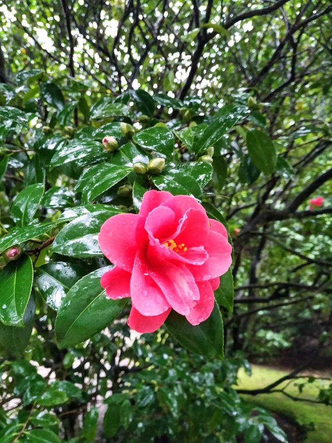 El jardín de la finca La Redonda se trata del principal jardín escultórico de Asturias lo que le imprime también ese salto cualitativo, con destacables obras de artistas como Maojo o Camín, el cual ya ha sido varias veces calificado por autoridades en la materia, como los geógrafos Ramón Alvargonzález y Rodrigo Álvarez Brecht, como el más rico y espectacular de la parroquia de Somió (Gijón), tanto por su dilatada historia, como por su diseño y su variedad botánica; a lo que hay que añadir la antigüedad de un centenar de ejemplares que superan o se aproximan al siglo de vida.