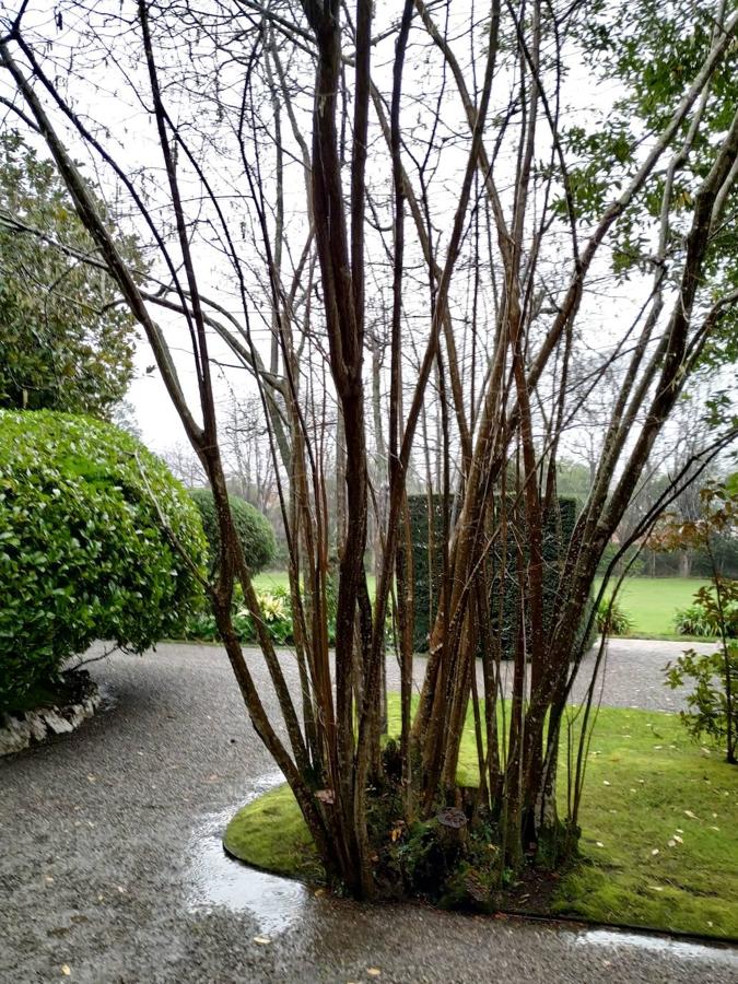 El jardín de la finca La Redonda se trata del principal jardín escultórico de Asturias lo que le imprime también ese salto cualitativo, con destacables obras de artistas como Maojo o Camín, el cual ya ha sido varias veces calificado por autoridades en la materia, como los geógrafos Ramón Alvargonzález y Rodrigo Álvarez Brecht, como el más rico y espectacular de la parroquia de Somió (Gijón), tanto por su dilatada historia, como por su diseño y su variedad botánica; a lo que hay que añadir la antigüedad de un centenar de ejemplares que superan o se aproximan al siglo de vida.