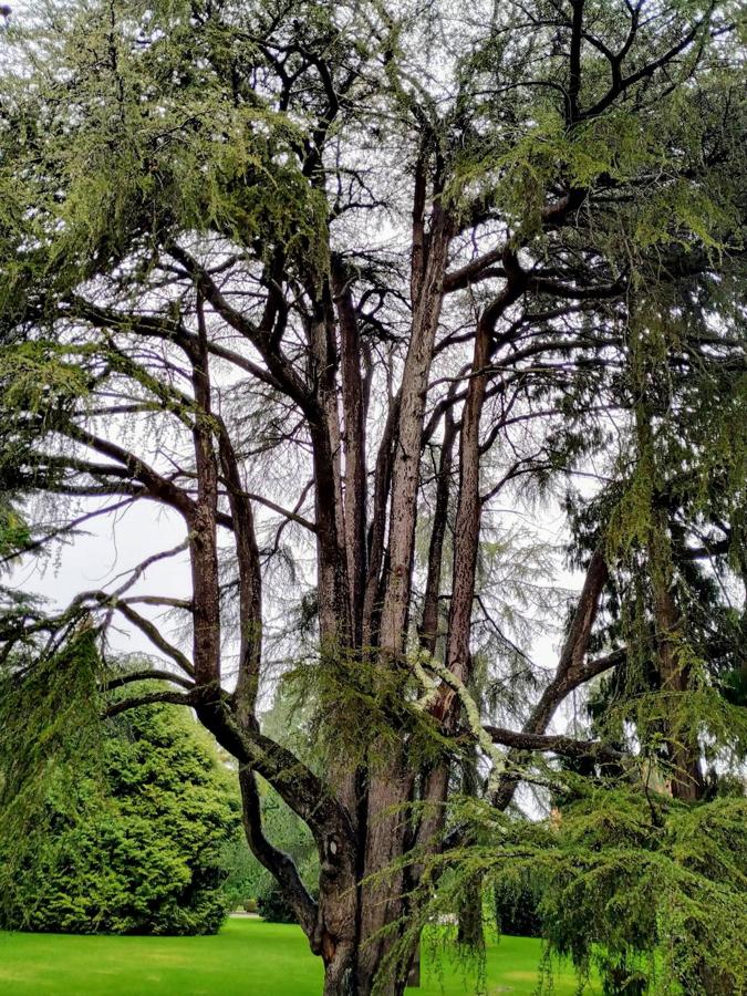 El jardín de la finca La Redonda se trata del principal jardín escultórico de Asturias lo que le imprime también ese salto cualitativo, con destacables obras de artistas como Maojo o Camín, el cual ya ha sido varias veces calificado por autoridades en la materia, como los geógrafos Ramón Alvargonzález y Rodrigo Álvarez Brecht, como el más rico y espectacular de la parroquia de Somió (Gijón), tanto por su dilatada historia, como por su diseño y su variedad botánica; a lo que hay que añadir la antigüedad de un centenar de ejemplares que superan o se aproximan al siglo de vida.