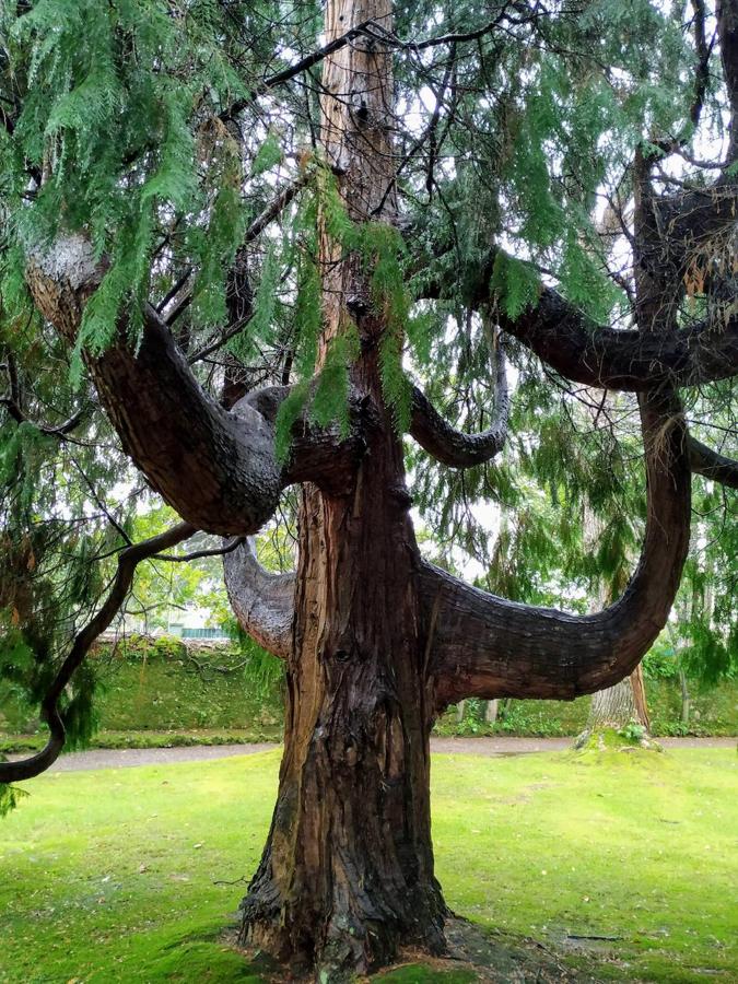 El jardín de la finca La Redonda se trata del principal jardín escultórico de Asturias lo que le imprime también ese salto cualitativo, con destacables obras de artistas como Maojo o Camín, el cual ya ha sido varias veces calificado por autoridades en la materia, como los geógrafos Ramón Alvargonzález y Rodrigo Álvarez Brecht, como el más rico y espectacular de la parroquia de Somió (Gijón), tanto por su dilatada historia, como por su diseño y su variedad botánica; a lo que hay que añadir la antigüedad de un centenar de ejemplares que superan o se aproximan al siglo de vida.